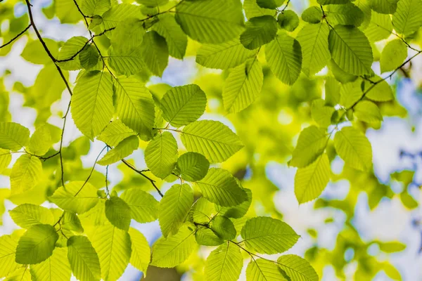 Bottom View Green Leaves Tree — Stock Photo, Image