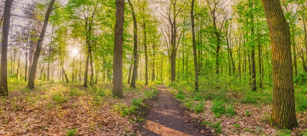 Beautiful Green Forest Sunny Day — Stock Photo, Image