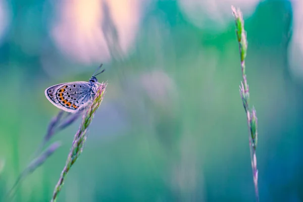 Zavřít Motýla Zeleném Pozadí — Stock fotografie