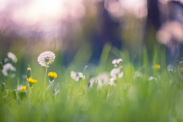 stock image beautiful flowers in green meadow