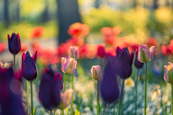 Hermosas Flores Tulipanes Jardín —  Fotos de Stock