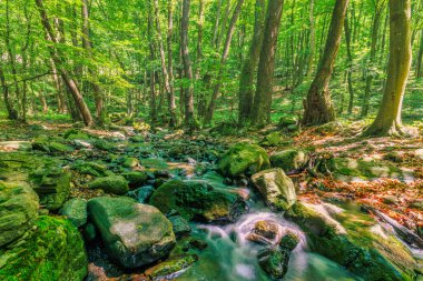 Kayaların arasında akan akıntılı açık kaynak ormanı