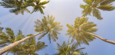 Güneşli arka planda yüksek palmiyelerin alt görünümü