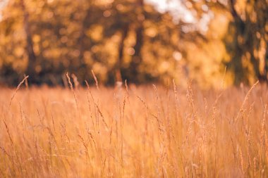 Yaz tarlasında kırpılmış bitki manzarası