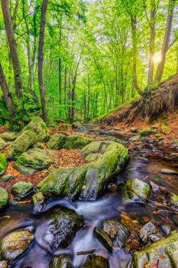 Kayaların arasında akan akıntılı açık kaynak ormanı