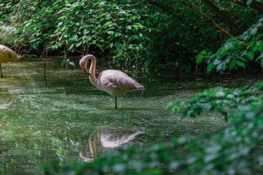 Flamingolar yeşil tropikal ormandaki gölette dinleniyorlar.