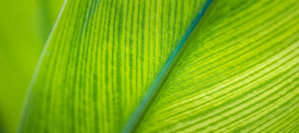 Детальный Вид Ярко Зеленого Тропического Листа — стоковое фото