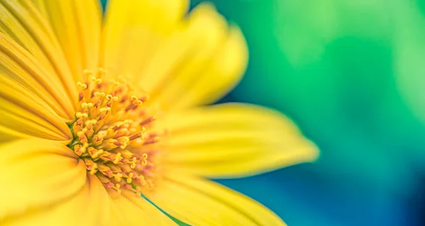 自然な背景をぼかした写真の花のクローズ アップ — ストック写真