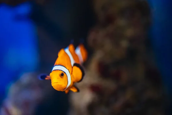 Ocellaris Clownfish Primo Piano Colpo Subacqueo — Foto Stock