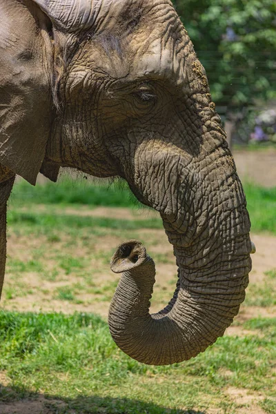 Wild Elephant Portrait Closeup Shot — Stock Photo, Image