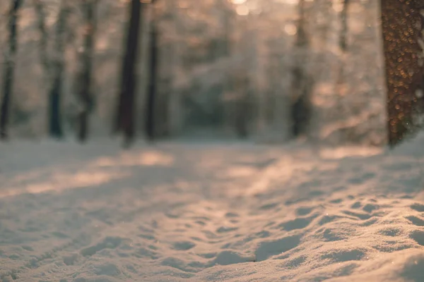 Vue Rapprochée Neige Sol Dans Une Forêt Hivernale Ensoleillée — Photo
