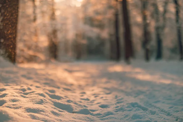 阳光充足的冬季森林中地面积雪的遮挡景观 — 图库照片