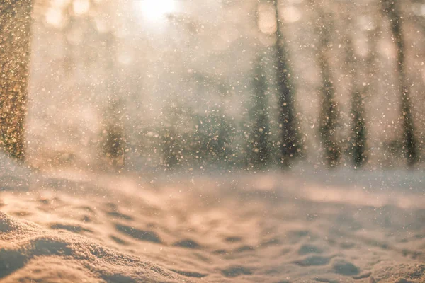 Vista Cerca Nieve Suelo Soleado Bosque Invierno —  Fotos de Stock