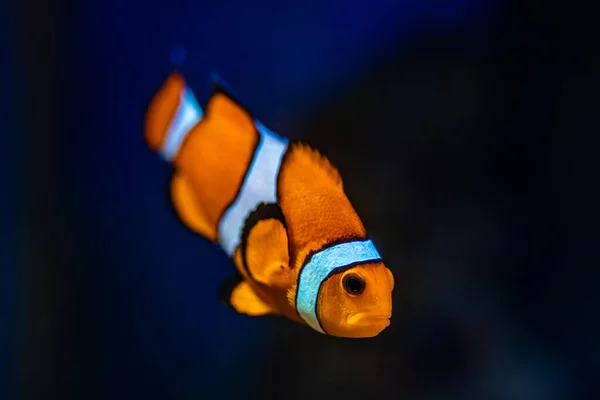 Ocellaris Clownfish Gros Plan Plan Sous Marin — Photo