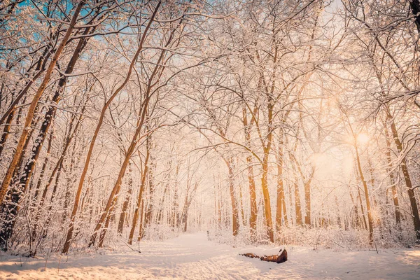 Verbazingwekkend Schot Van Besneeuwd Bos Natuurlijke Achtergrond — Stockfoto