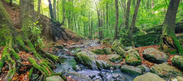 stock image Nature scene of spring forest with small stream