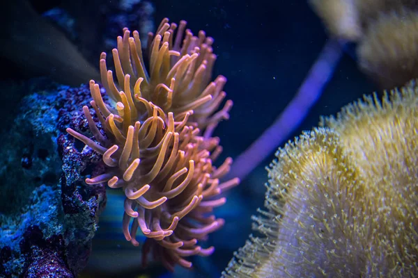 Escena Submarina Corales Brillantes Basados Piedras — Foto de Stock