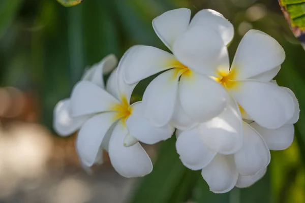 Widok Kwiaty Plumerii — Zdjęcie stockowe
