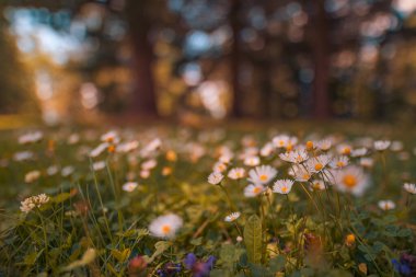 Güzel doğal renkli orman tarlası sonbahar mevsiminin başlarında. Çayır doğası, gün batımı, çiçek açan papatya çiçekleri, güneş ışınları. Yakın plan bulanık Bokeh Orman Doğası. Idyllic panoramik çiçek manzarası