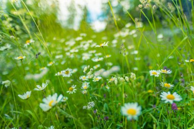 Güzel doğa çiçekleri. Yumuşak yeşil günbatımı günbatımı saatinde çimen çayırının soyut günbatımı manzarası. Sakin bir bahar mevsimi. Kapalı papatyalar. Arka planda bulanık papatyalar.