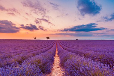 İnanılmaz yaz manzarası. Yaz günbatımında Valensole yakınlarında lavanta çiçekleri. Provence, Fransa. Kırmızı renklerin altında açan lavanta çiçekleri gün batımını hayal ediyor. Güzel doğa manzarası