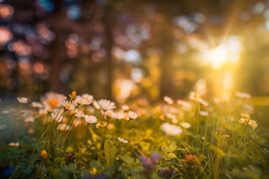 Güzel doğal renkli orman tarlası sonbahar mevsiminin başlarında. Çayır doğası, gün batımı, çiçek açan papatya çiçekleri, güneş ışınları. Yakın plan bulanık Bokeh Orman Doğası. Idyllic panoramik çiçek manzarası