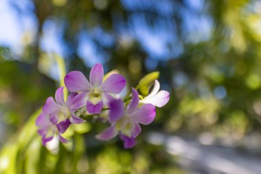 Pembe Phalaenopsis veya Güve dendrobium Orkide çiçekleri. Tropikal bahçede açan güzel orkide çiçekleri bulanık yapraklar. Soyut çiçek açan egzotik çiçekler