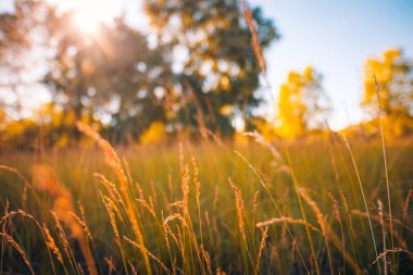 Soyut odaklı günbatımı manzarası sarı çimen çayırı sıcak altın saat günbatımı günbatımı zamanı. Sakin sonbahar doğası yakın çekim ve bulanık orman arka planı. İdealik doğa, ormanı yıkar