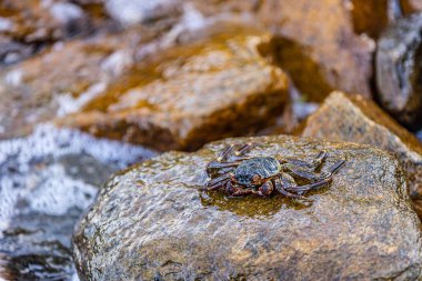 Deniz yaban hayatı, sahil kıyısı. Güzel Grapsus Albolineatus yengeci sahildeki ıslak deniz kayasının tepesinde duruyor. Yumuşak bokeh kayalar ve dalgalar arka plan.
