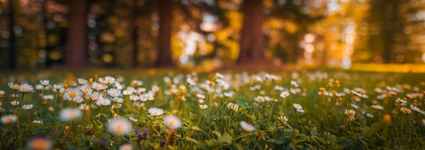 Schöne Natürliche Bunte Waldfeld Frühen Herbst Saison Wiesennatur Sonnenuntergang Blühende — Stockfoto