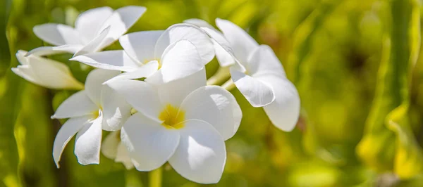Fehér Sárga Plumeria Virágok Csokor Virág Közelről Zöld Levelek Elmosódott — Stock Fotó