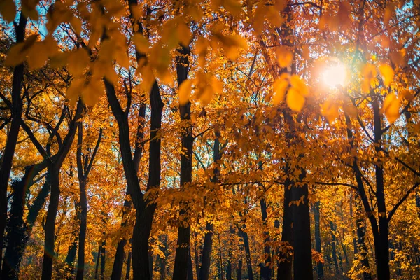 Цветные Осенние Леса Солнечный День — стоковое фото