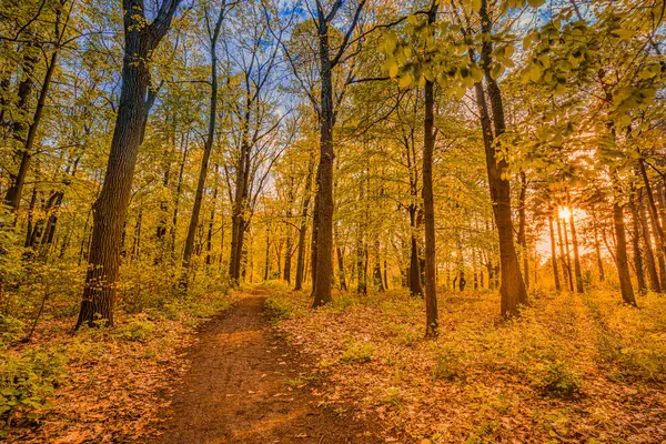 Colorful Autumn Forest Sunny Day — Stock Photo, Image