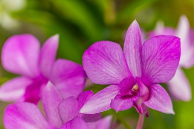 Bulanık arka planda, güzel pembe bir Phalaenopsis orkidesi dalı, yakın plan. Tasarım için doğa konsepti. Güneşli tropikal çiçek açan bahçe doğası. Bulanık rüya yeşilliği, huzurlu egzotik manzara