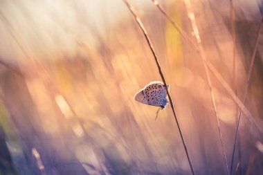 Kelebek sonbahar konsepti ile günbatımı doğa çayır alanı. Güzel sonbahar fantezi rüya çayırı gün batımı. Doğaya ilham veren inanılmaz bir yakın çekim. Soyut doğa dış sonbahar bağbozumu ortamı