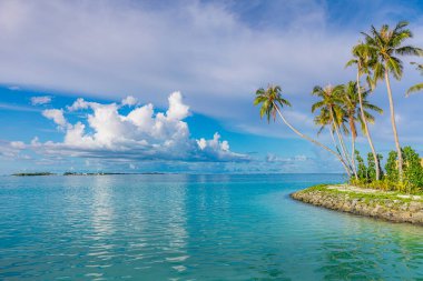 Cennet, kakao palmiyeleri ve turkuaz deniz ile güneşli bir sahil. Yaz tatili ve tropik plaj konsepti. Dalgakıran tipik suları, palmiye ağaçları ve sakin deniz yüzeyiyle kenetlenir. Miami sahili Florida deniz manzarası