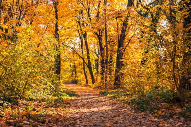 Güzel doğal sonbahar ormanı şafak vakti arka planı. Idyllic altın güneş ışığı, huzurlu doğa, dağ yolu. Sonbahar orman manzarası. Renkli ormanda canlı bir sabah, ağaçların dalları arasından güneş ışığı.