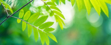 Doğada güzellik. Güneşli, bulanık arkaplanlı yeşil yaprakların Dünya ekolojisi tazeliği. Rüya doğası yakın çekim, rahatlatıcı makro yaprak dokusu. Dağ Ormanı Parkı. Büyüme bitkisi parlak orman makrosu