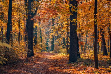 Beautiful trail in autumn forest. Sunshine through the trees. Autumn leaves, gold yellow orange vivid colors. Fall adventure background, nature freedom tranquil foliage. Peaceful sunny landscape path