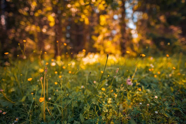Abstrakte Weiche Fokus Sonnenuntergang Feld Landschaft Von Gelben Blumen Und — Stockfoto