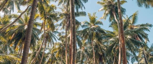 Зеленые Пальмы Против Закатного Неба Тропический Лес Джунглей Ярко Голубым — стоковое фото