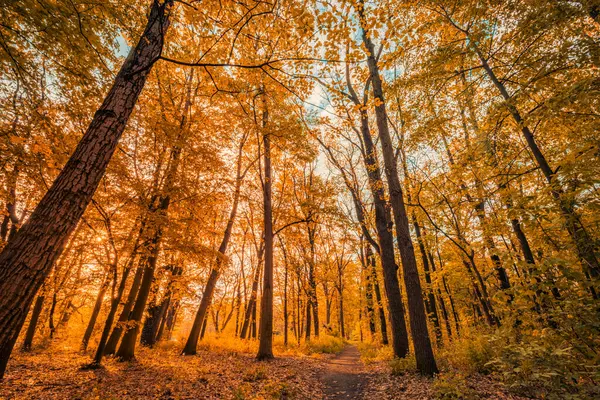 Amazing Autumn Landscape Panoramic Forest Nature Vivid Morning Colorful Forest — Stock Photo, Image