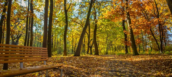 Красочная Осенняя Панорама Парка Современные Скамейки Ярких Красок Расслабляющая Атмосфера — стоковое фото