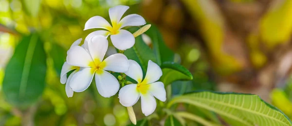 Kwitnąca Żółta Biała Frangipani Lub Plumeria Kwiaty Spa Zielonymi Liśćmi — Zdjęcie stockowe