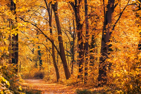 美丽的秋天森林黎明背景 伊甸园般的金色阳光 宁静的自然 秋天的森林景观 灿烂的清晨 在五彩斑斓的森林里 阳光穿过树枝 — 图库照片