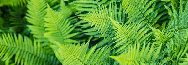 Schöne Farnblätter Grünes Laub Natürlich Blumiger Farnhintergrund Panoramablick Sonnenlicht Fantasie — Stockfoto