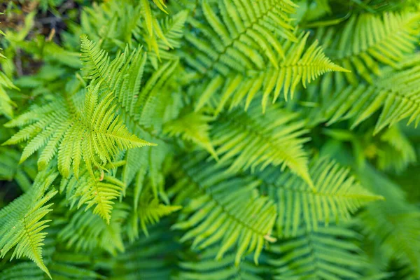Güzel Eğreltiotu Yaprakları Yeşil Yapraklar Doğal Çiçekli Eğreltiotu Arka Planı — Stok fotoğraf