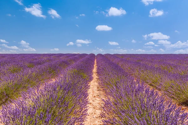 Bloeiend Lavendelveld Onder Heldere Zomerhemel Prachtig Landschap Met Lavendelveld Zonnige — Stockfoto