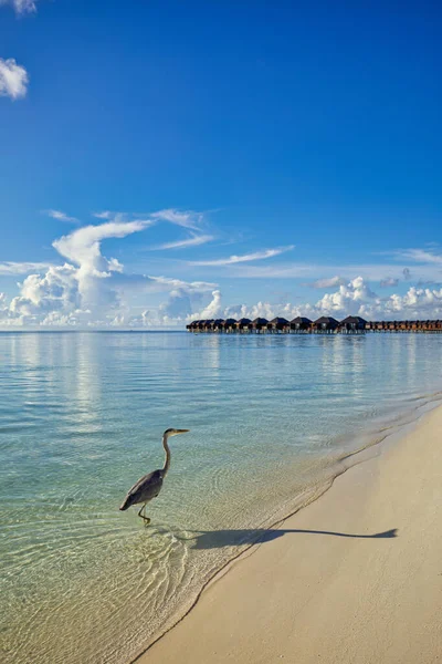 美丽的蓝色 阳光明媚的大海热带自然背景 海滨度假度假胜地别墅平房岛海滨 令人惊奇的野生动物风景自由探险 灰鹭猎鸟 出境目的地 — 图库照片