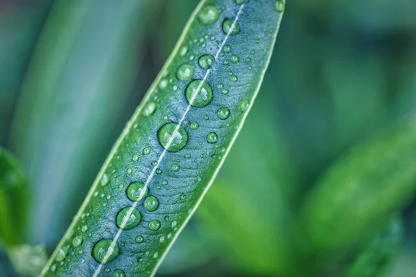Green Leaves Drops Water Natural Background Zen Meditation Nature Closeup — Stock Photo, Image